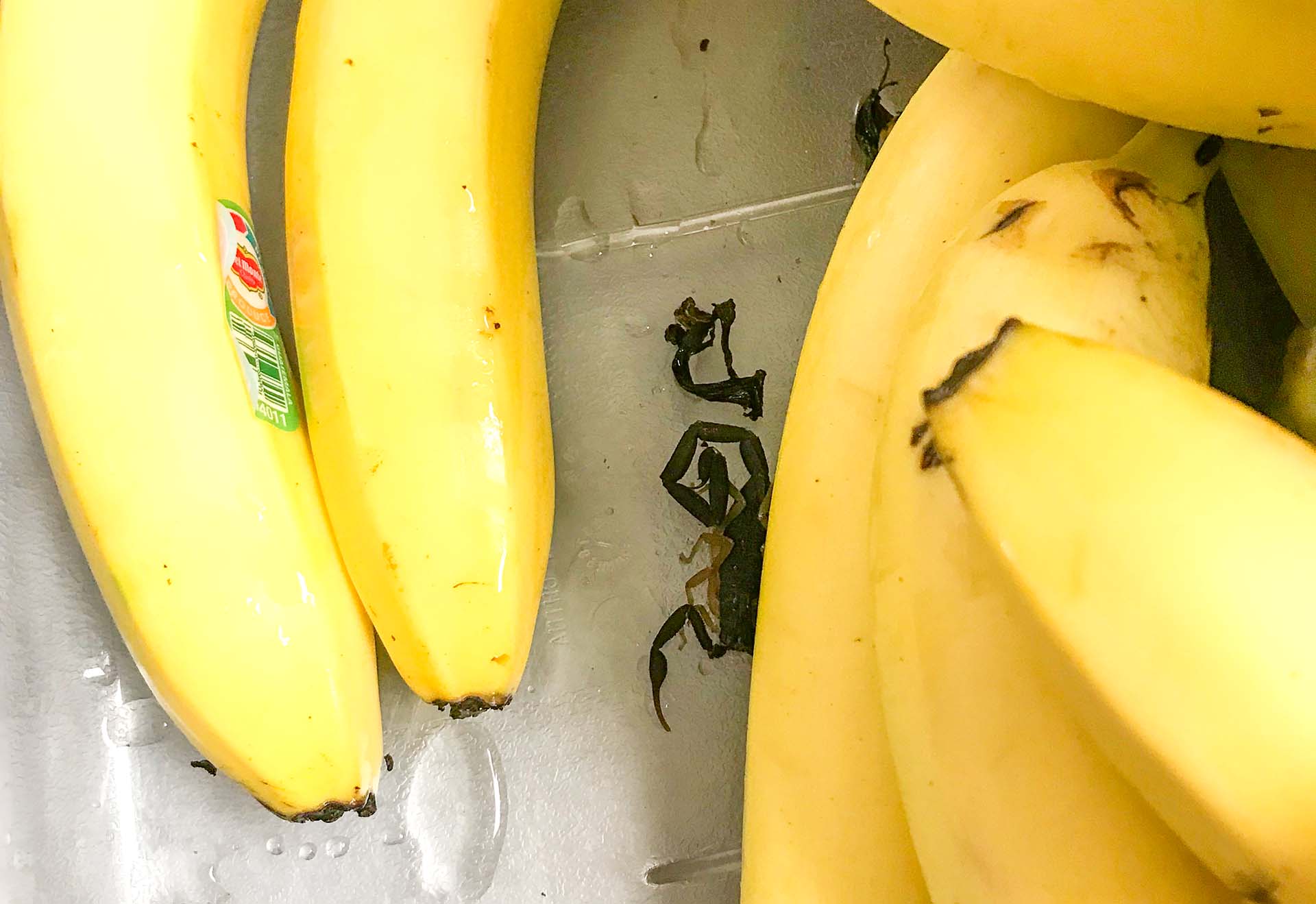 scorpion among the bananas